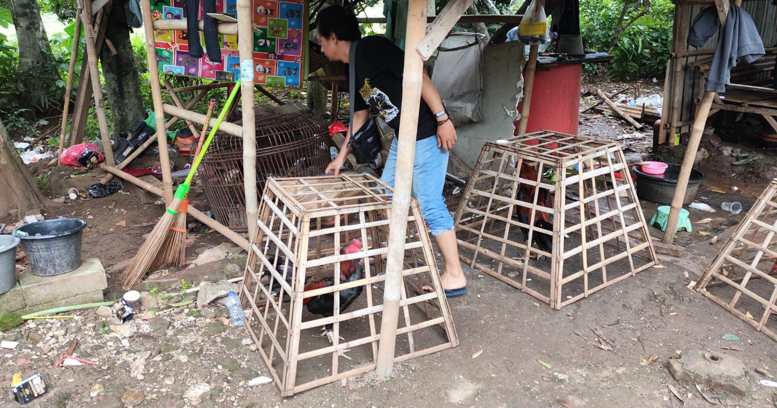 POLSEK GUNUNG PUTRI TINDAK LANJUTTI LAPORAN WARGA TERKAIT ADANYA JUDI SABUNG AYAM, POLISI BERHASIL BUBARKAN AKSI JUDI SABUNG AYAM