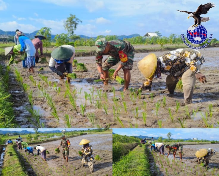 Optimalkan Luas Tambah Tanam, Babinsa Ponggok Dampingi Kelompok Tani Mulyo Tanam Padi
