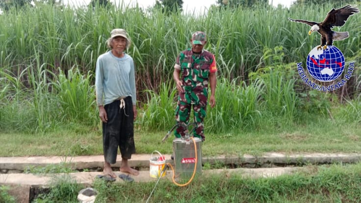 Upaya Babinsa Simo Bersama Petani Tanggulangi Hama