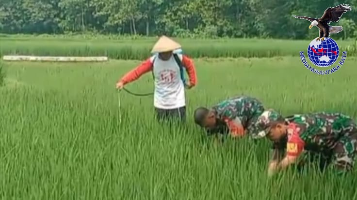 Antisipasi Hama Wereng, Babinsa Dampingi Petani Semprot Tanaman Padi