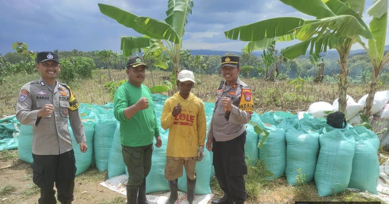 Pendampingan Kapolsek Kedewan Kepada Petani Saat Panen Jagung Dukung Program Ketahanan Pangan