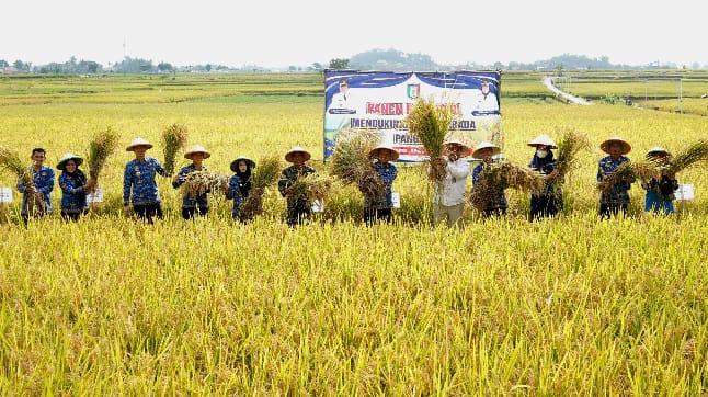 Dukung Swasembada Pangan, Bupati Pringsewu Hi . Riyanto Pamungkas Panen Raya Padi di Pekon Fajaragung