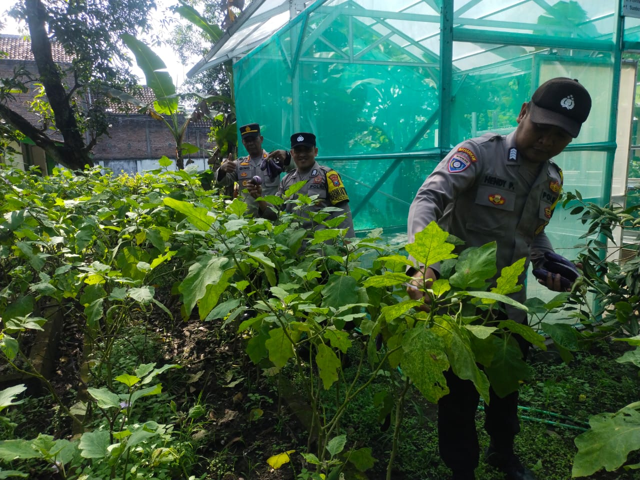 Polsek Bagor Dorong Ketahanan Pangan Lewat Sambang di Lahan P2L