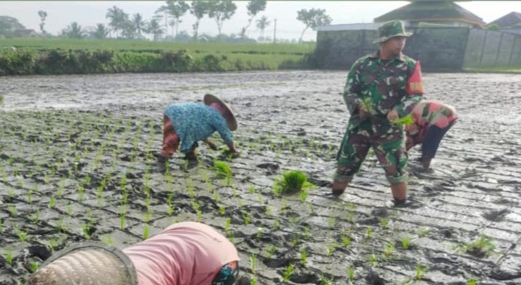 Sertu Septa Dampingi Petani Ngajum: Ilmu Pertanian Modern Dongkrak Hasil Panen