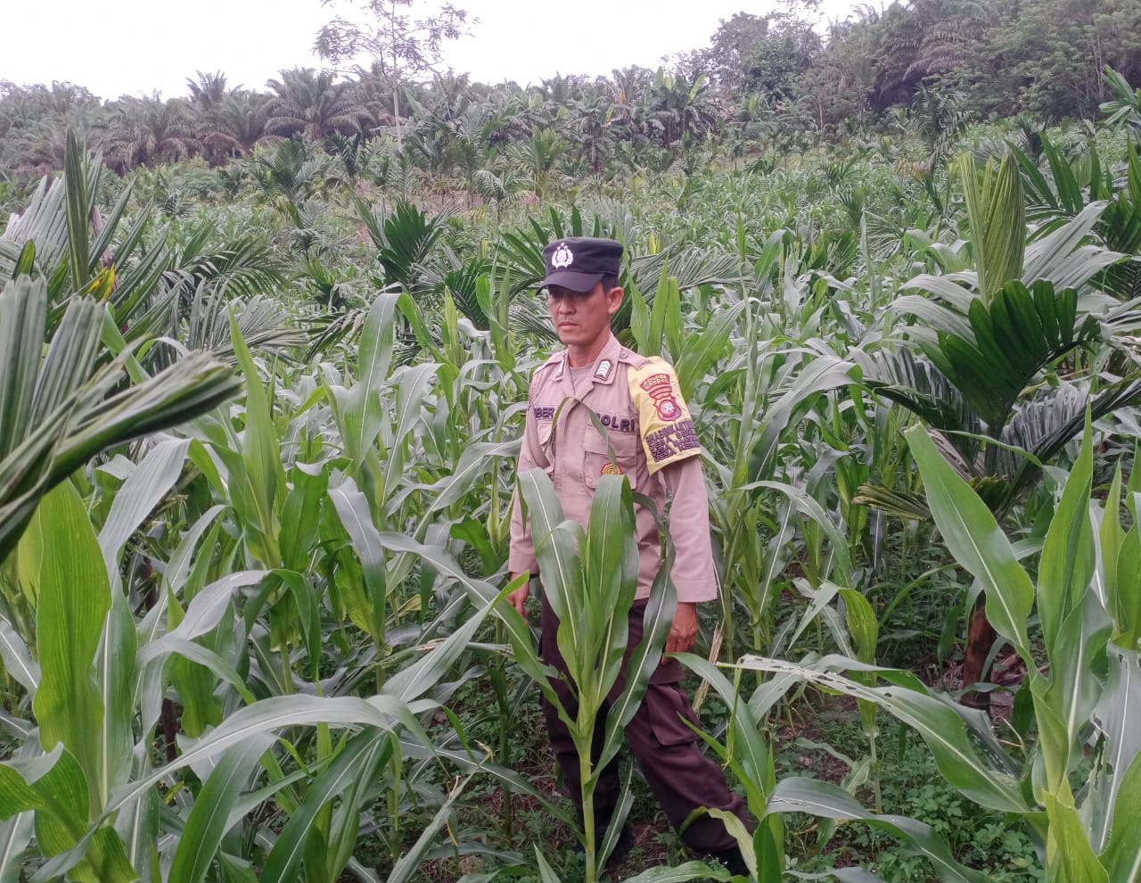 Polsek Mandor Cek Progres Tanaman Jagung di Lahan Pribadi Milik Seprianus Bonny