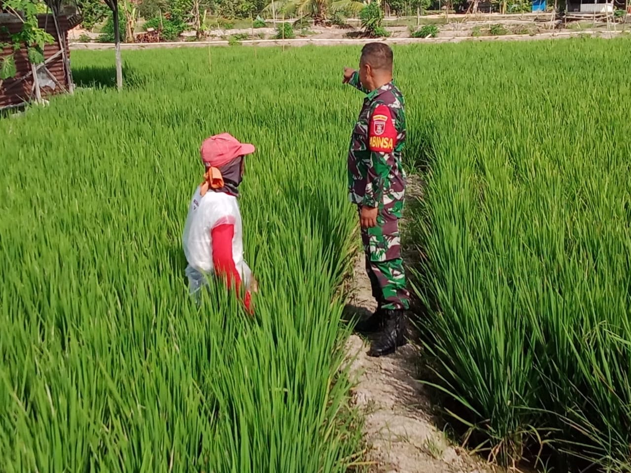 Wujudkan Ketahanan Pangan, Babinsa Loh Sumber Lakukan Pendampingan
