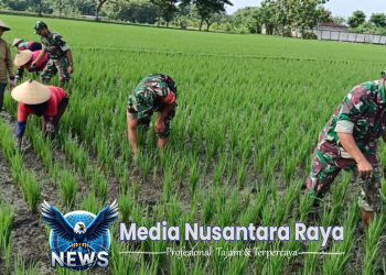 Babinsa dan Poktan Bersinergi, Siangi Gulma Demi Panen Raya