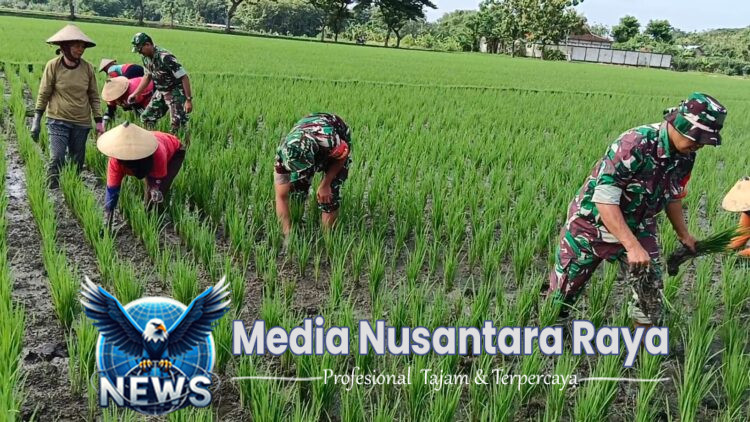 Babinsa dan Poktan Bersinergi, Siangi Gulma Demi Panen Raya