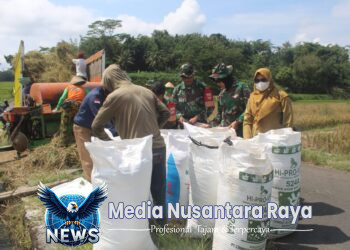 Babinsa Mojosongo Dampingi Bulog Sergab Petani Dlingo