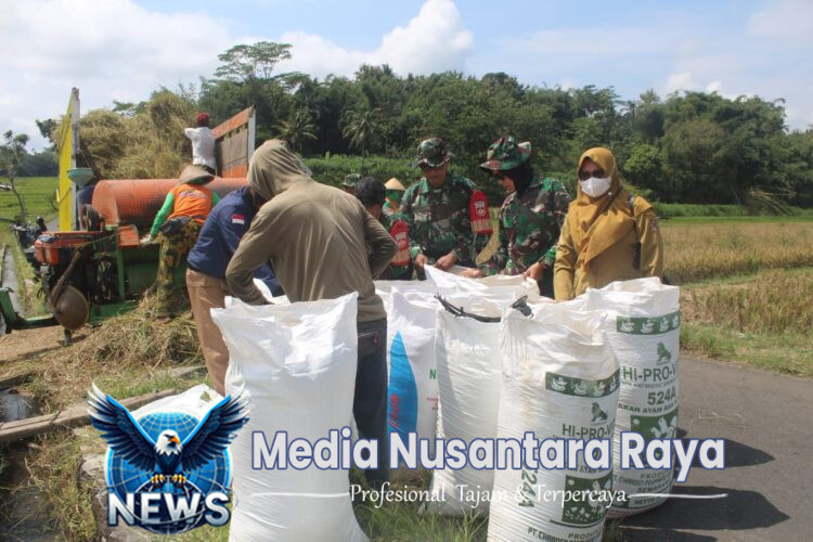 Babinsa Mojosongo Dampingi Bulog Sergab Petani Dlingo