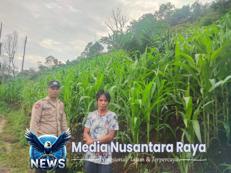 Bintara pengerak Cek Progres Tanamanan Jagung Kelompok Tani Desa Mamek
