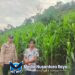 Bintara pengerak Cek Progres Tanamanan Jagung Kelompok Tani Desa Mamek