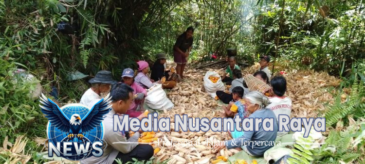 Bintara Penggerak ketahanan Pangan Menghadiri Panen Perdana Jagung di Desa Bilayuk. 