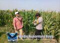 Bhabinkamtibmas Lengkong Pantau Lahan Jagung Warga untuk Dukung Ketahanan Pangan