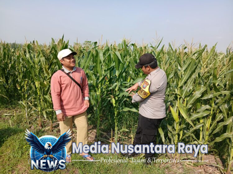 Bhabinkamtibmas Lengkong Pantau Lahan Jagung Warga untuk Dukung Ketahanan Pangan