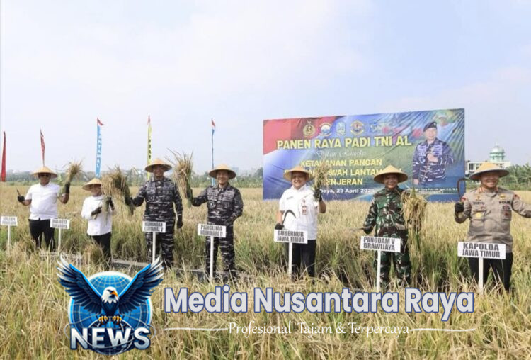 Dukung Program Pemerintah Dalam Meningkatkan Ketahanan Pangan, TNI AL Panen Raya Padi di Surabaya