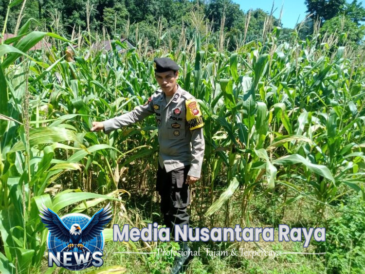 Tanaman Jagung Tumbuh Subur, Bhabinkamtibmas dan Petani Optimis Sambut Panen Raya