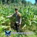 Tanaman Jagung Tumbuh Subur, Bhabinkamtibmas dan Petani Optimis Sambut Panen Raya