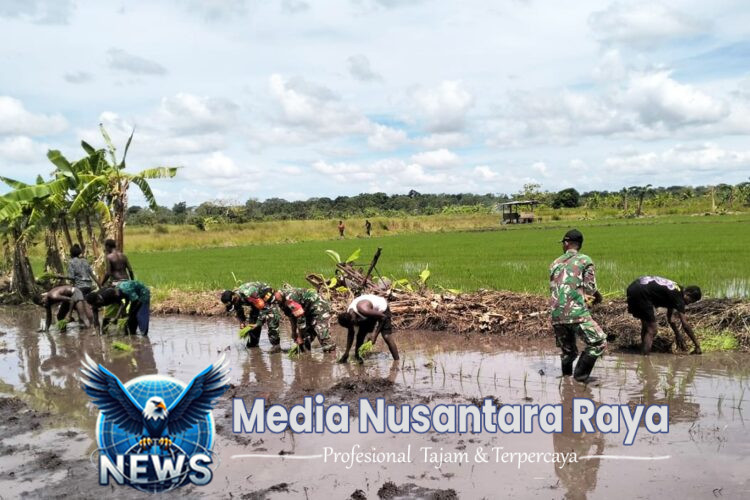 Semangat Babinsa Kimaam Bantu Petani Wujudkan Swasembada Pangan 