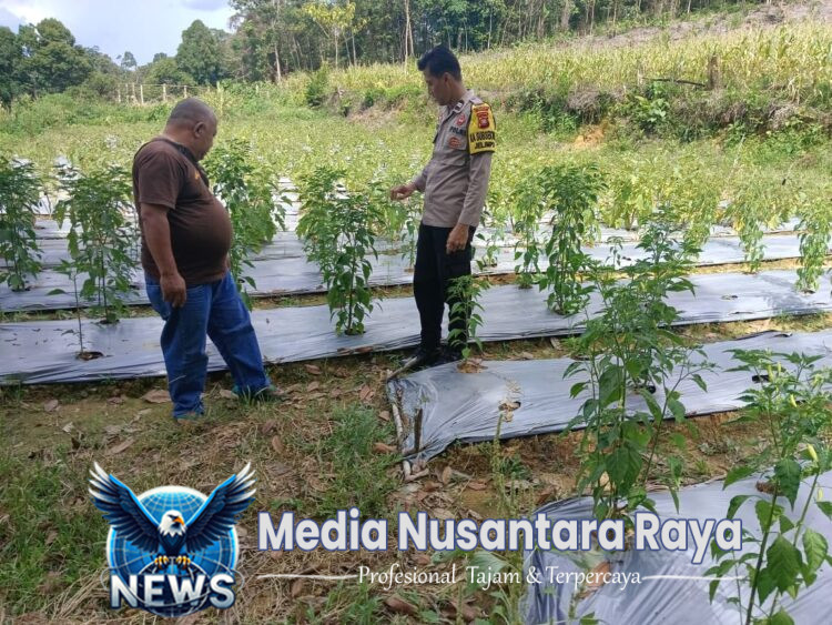 Mendukung Ketahanan Pangan Bintara Penggerak Desa Jelimpo cek Pekarangan Pangan Bergizi