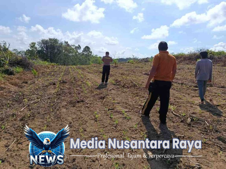 Polsek Menjalin Monitoring Perkembangan Tanaman Jagung di Lahan Percontohan Polsek Menjalin