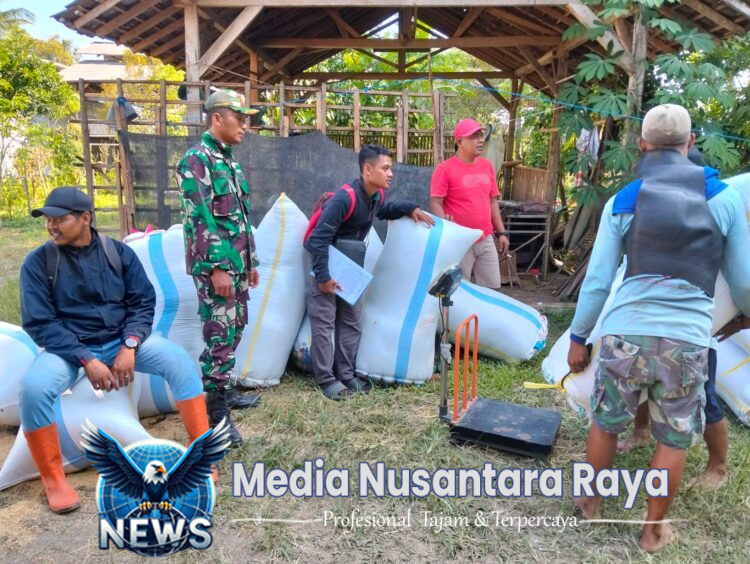 Babinsa Koramil 0825/20 Songgon Kembali Kawal Serapan Gabah Petani di Enam Lokasi
