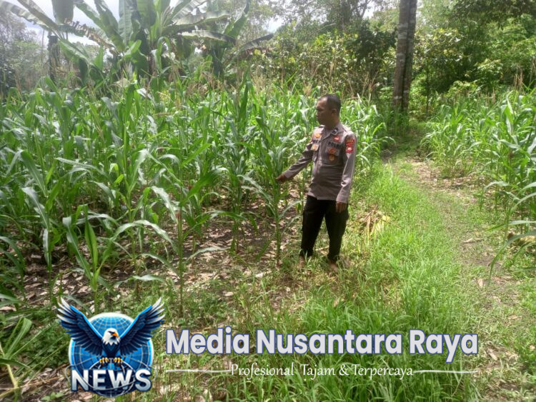Bintara Pengerak Selalu Lakukan Pengecekan Kondisi Jagung Ke Desanya