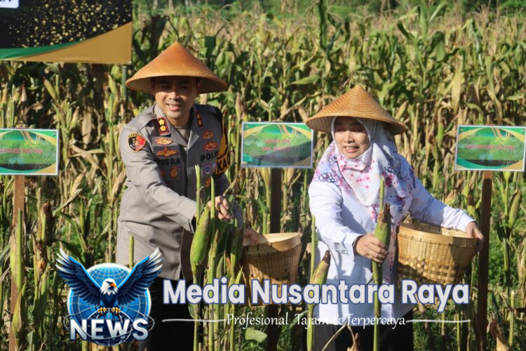 Polres Pacitan Bersama Warga Tani Panen Jagung Wujudkan Ketahanan Pangan Nasional