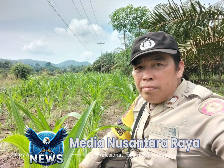 Bripka Heryanto Bersama Poktan LELAMOK RAYA Cek Progres Tanaman Jagung di Desa Agak