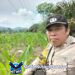 Bripka Heryanto Bersama Poktan LELAMOK RAYA Cek Progres Tanaman Jagung di Desa Agak