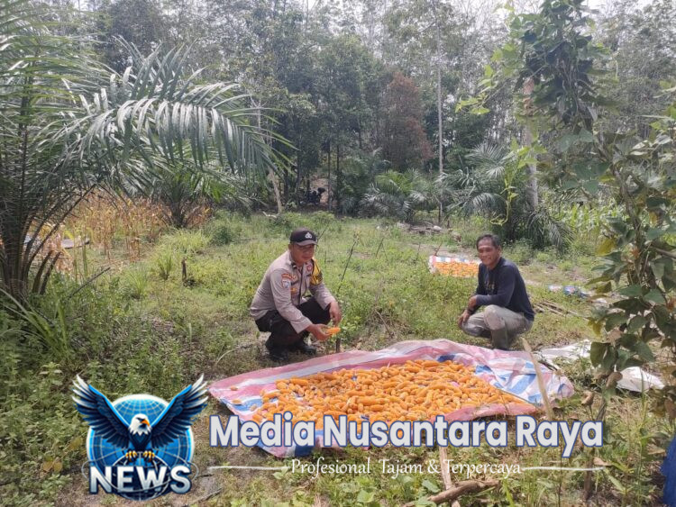 Program Ketahanan Pangan di Mandor Berbuah Hasil: Jagung Dipanen di Desa Pongok