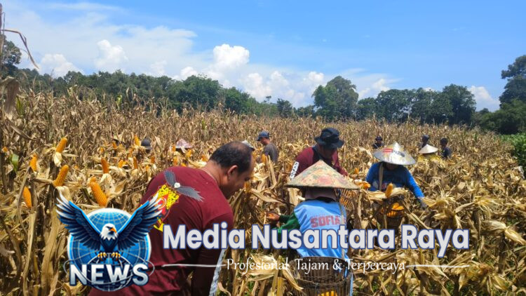 Poktan Nyimpuk Desa Tunang Laksanakan Panen perdana jagung hibrida. 