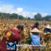 Poktan Nyimpuk Desa Tunang Laksanakan Panen perdana jagung hibrida. 