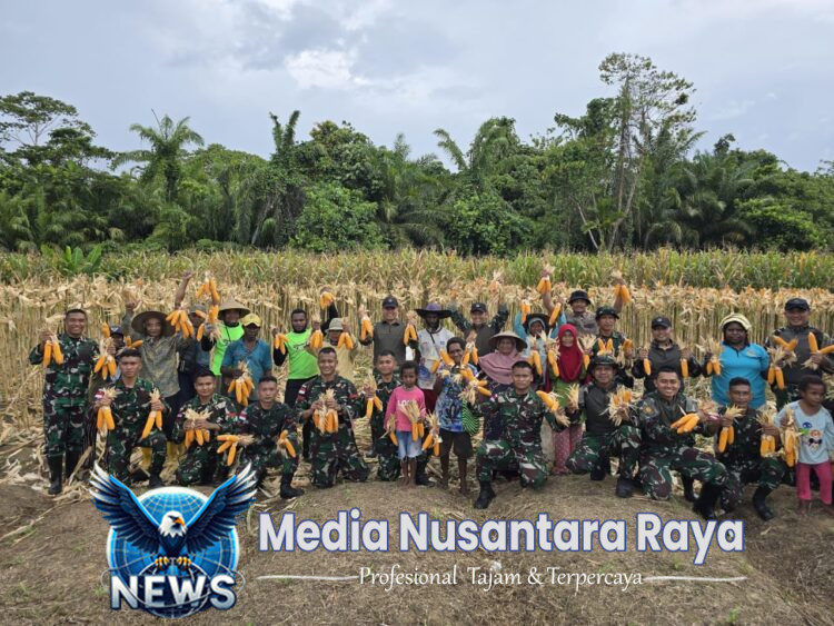 Dukung Program Ketahanan Pangan Pemerintah, Satgas Yonif 131/Brajasakti Bersama Masyarakat Kampung Wonorejo Perbatasan Papua Panen Jagung