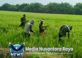 Babinsa Basmi Rumput Liar, Padi Petani di Karangudi Tumbuh Subur
