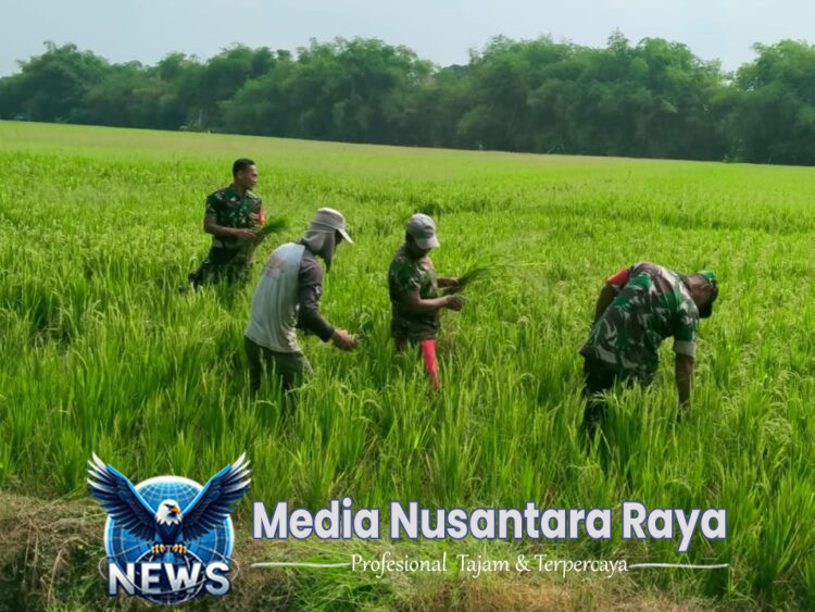 Babinsa Basmi Rumput Liar, Padi Petani di Karangudi Tumbuh Subur