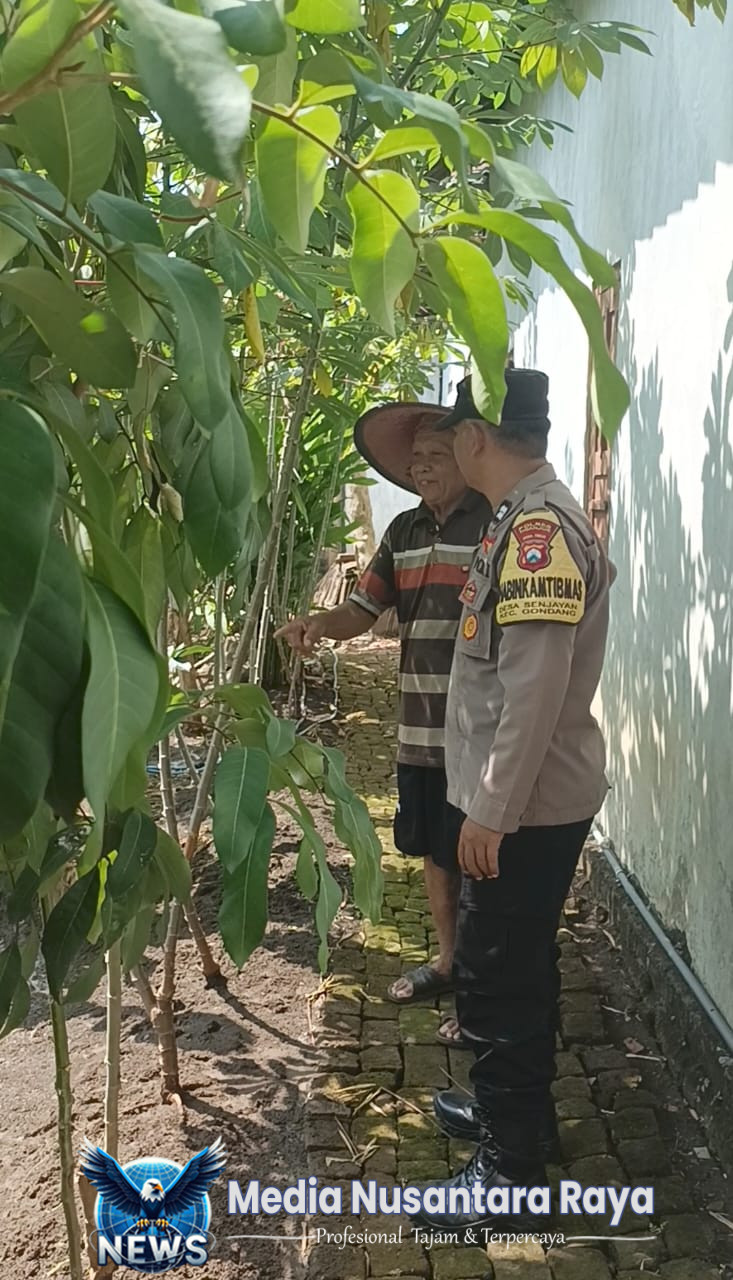 Bhabinkamtibmas Gondang Pantau Lahan Pekarangan Bergizi di Senjayan