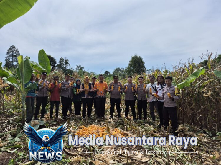 Polres Tanggamus Panen Jagung di Talang Padang, Wujud Nyata Dukung Ketahanan Pangan Nasional