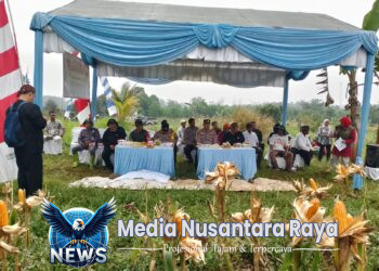Dukung Ketahanan Pangan, Polres Bogor dan Polsek Jasinga Panen Jagung di Lahan SSDM Polri