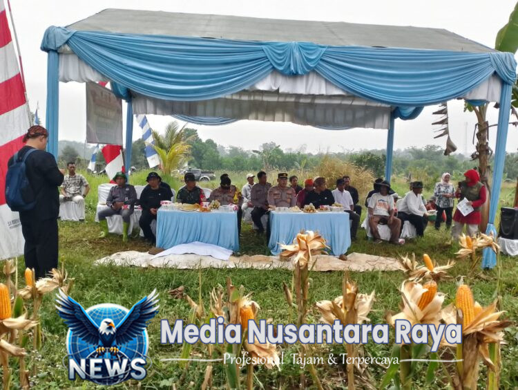 Dukung Ketahanan Pangan, Polres Bogor dan Polsek Jasinga Panen Jagung di Lahan SSDM Polri