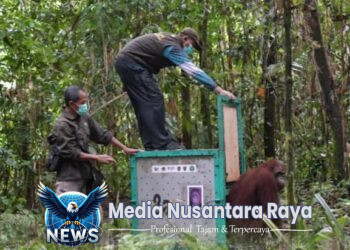 Lima Individu Orangutan Dilepasliarkan ke Habitat Alaminya di Desa Tumbang Hiran Katingan