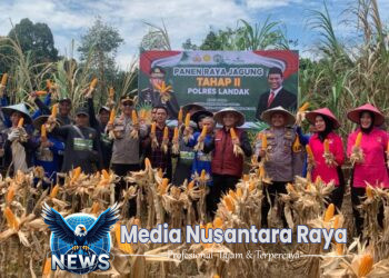 Kolaborasi Polisi dan Petani Panen Raya Jagung Tahap II di Desa Tunang