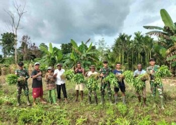 Kebersamaan TNI dan Warga, Satgas Yonif 131/Brajasakti Panen Sayur di Perbatasan Papua