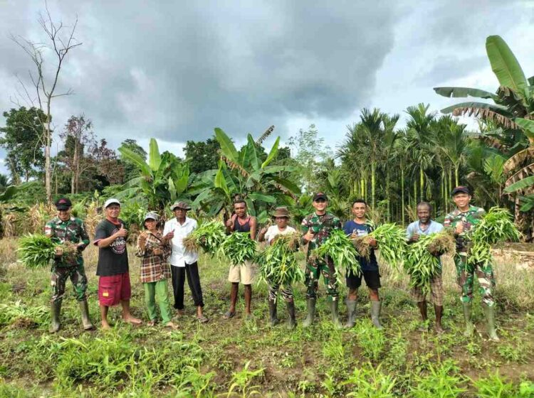 Kebersamaan TNI dan Warga, Satgas Yonif 131/Brajasakti Panen Sayur di Perbatasan Papua