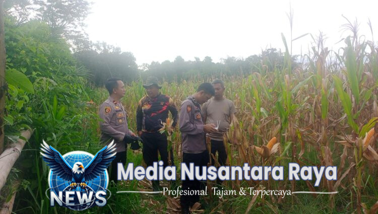 Kapolsek Mempawah Hulu cek progres pertumbuhan Tanaman jagung di Desa pahokng. 