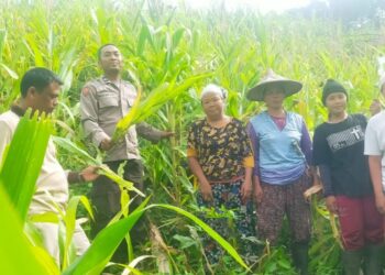 Panen Jagung “Baby Corn” Bersama Kelompok Tani Ayo Maju di Dusun Saboro, Desa Rabak