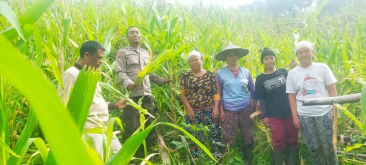 Panen Jagung “Baby Corn” Bersama Kelompok Tani Ayo Maju di Dusun Saboro, Desa Rabak