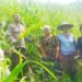 Panen Jagung “Baby Corn” Bersama Kelompok Tani Ayo Maju di Dusun Saboro, Desa Rabak