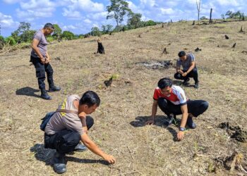 Pengecekan Pertumbuhan Tanaman Jagung Lahan Percontohan Polsek Menyuke