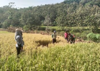 Prediksi Hasil Panen Babinsa Kalinanas dan PPL Lakukan Pengubinan